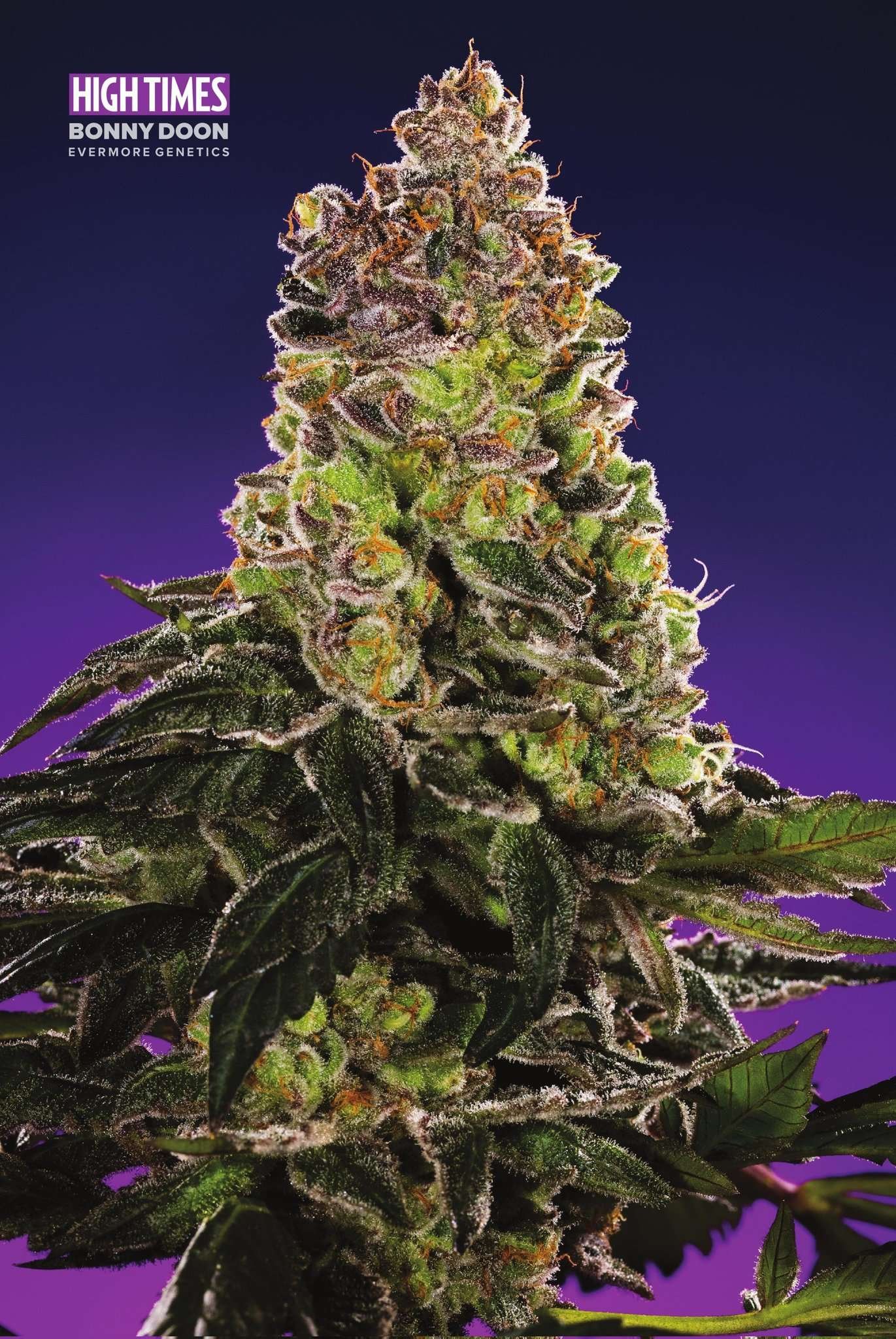 bonny doon high times november 2021, centerfold evermore genetics 2