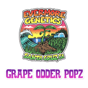 grape odder popz square tille with logo and blank back copy 6