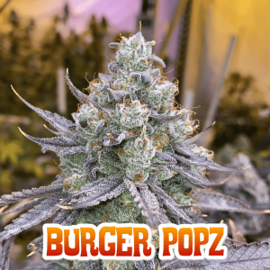 Close-up of Burger Popz cannabis plant indoors.