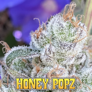 Close-up of frosty cannabis bud labeled Honey Popz.