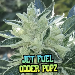 Cannabis plant labeled Jet Fuel Odder Popz strain.