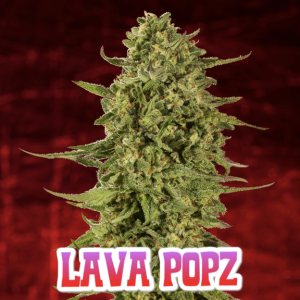 Lava Popz cannabis plant on red background.