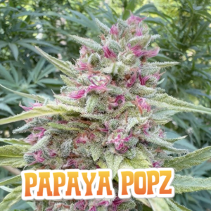 Papaya Popz cannabis strain with pink and green buds.
