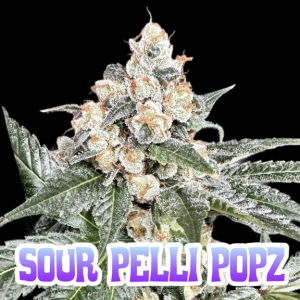Frosty cannabis plant labeled Sour Pelli Popz