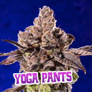 Cannabis plant close-up labeled Yoga Pants strain