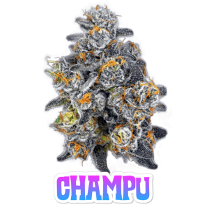 Champu